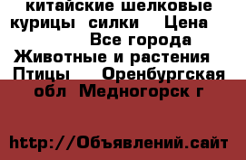 китайские шелковые курицы (силки) › Цена ­ 2 500 - Все города Животные и растения » Птицы   . Оренбургская обл.,Медногорск г.